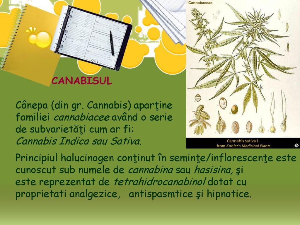 CANABISUL Cânepa (din gr. Cannabis) aparţine familiei cannabiacee având o serie de subvarietăţi cum ar fi: Cannabis Indica sau Sativa.