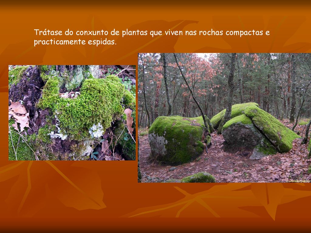 Trátase do conxunto de plantas que viven nas rochas compactas e practicamente espidas.