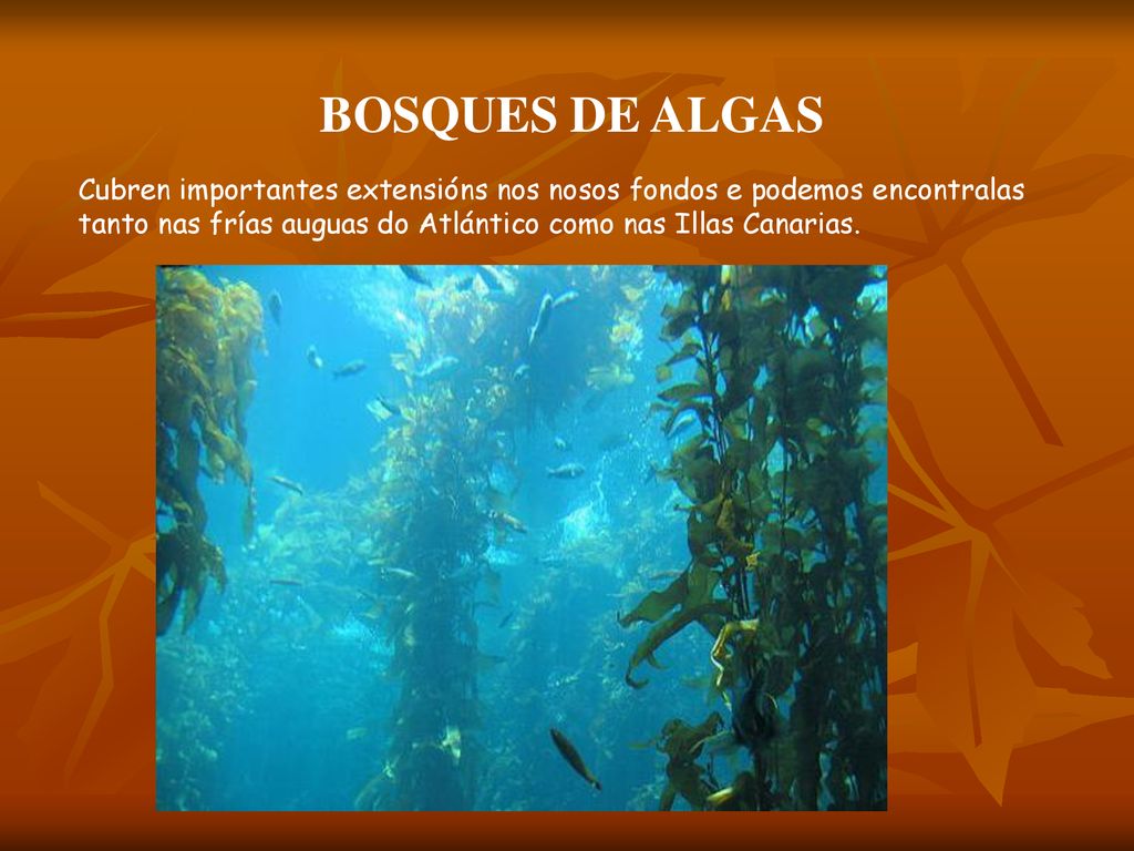 BOSQUES DE ALGAS Cubren importantes extensións nos nosos fondos e podemos encontralas tanto nas frías auguas do Atlántico como nas Illas Canarias.