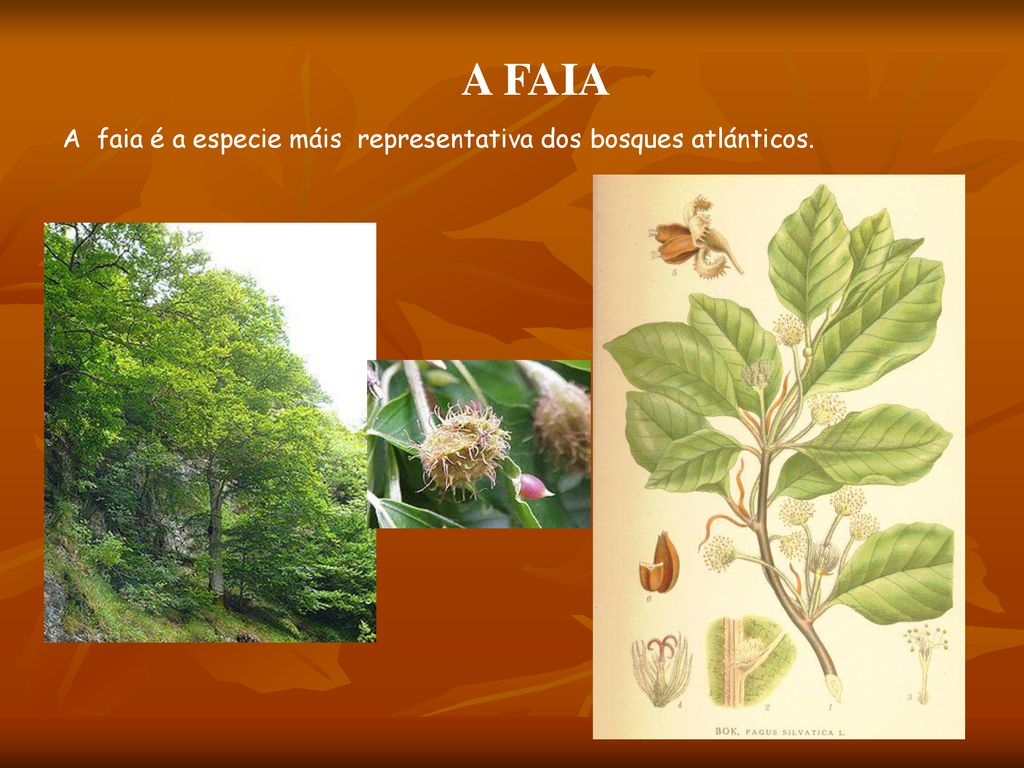 A FAIA A faia é a especie máis representativa dos bosques atlánticos.