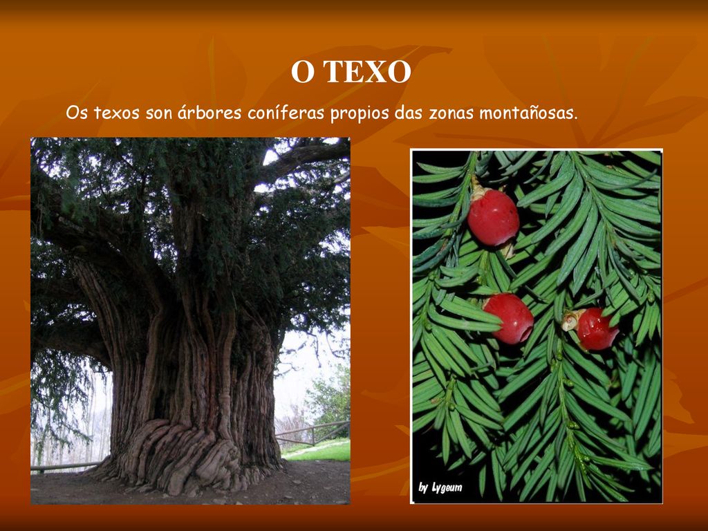O TEXO Os texos son árbores coníferas propios das zonas montañosas.