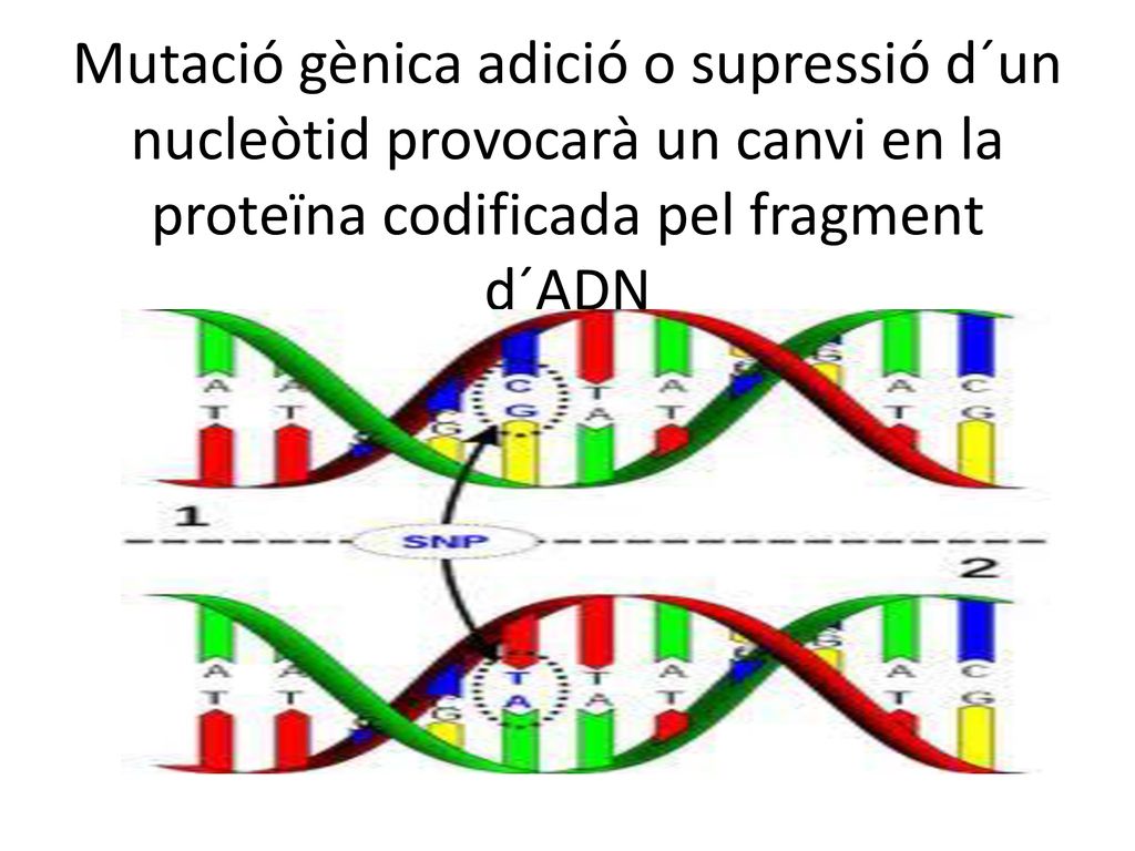 Mutació gènica adició o supressió d´un nucleòtid provocarà un canvi en la proteïna codificada pel fragment d´ADN