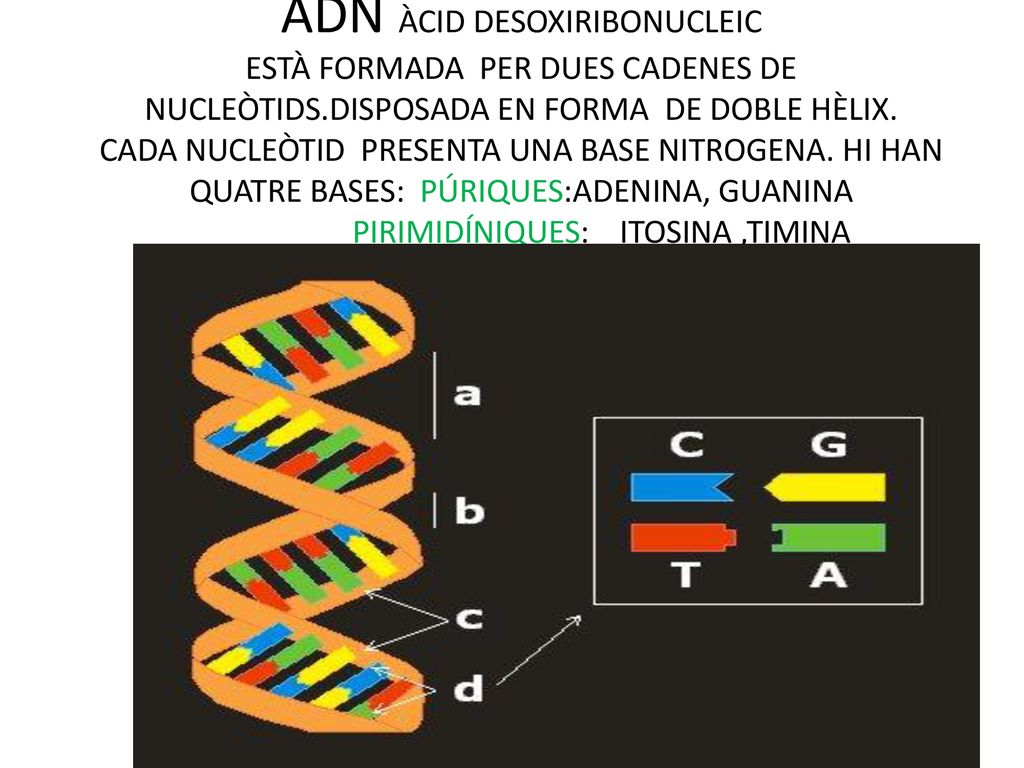 ADN ÀCID DESOXIRIBONUCLEIC ESTÀ FORMADA PER DUES CADENES DE NUCLEÒTIDS
