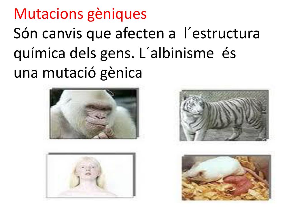 Mutacions gèniques Són canvis que afecten a l´estructura química dels gens.
