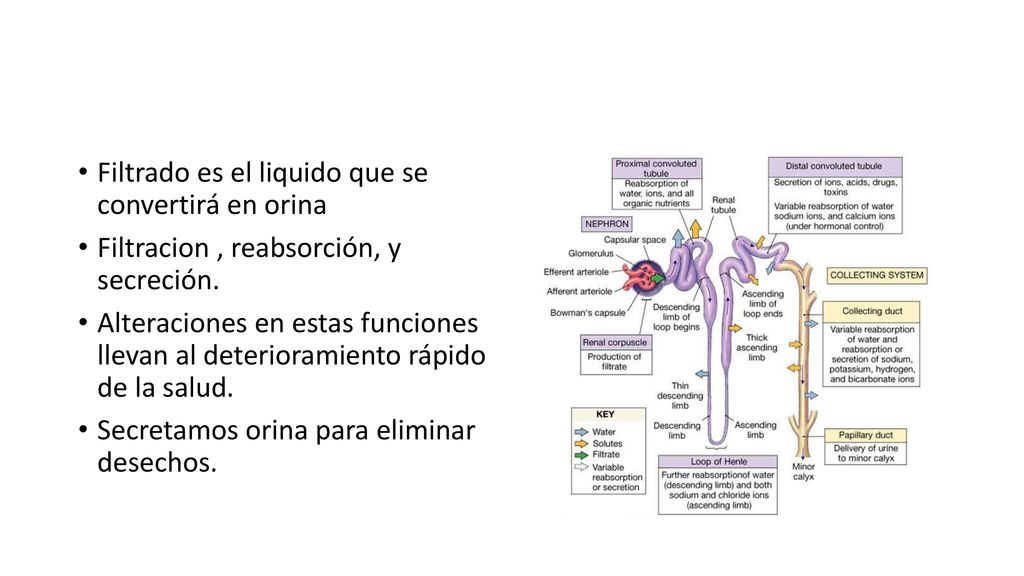 Filtrado es el liquido que se convertirá en orina