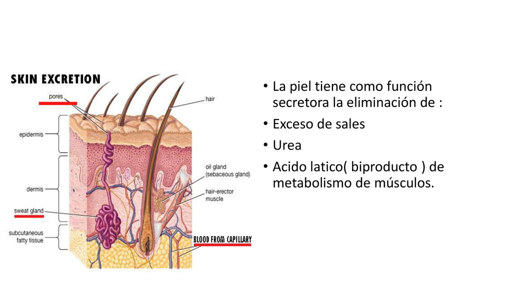 La piel tiene como función secretora la eliminación de :
