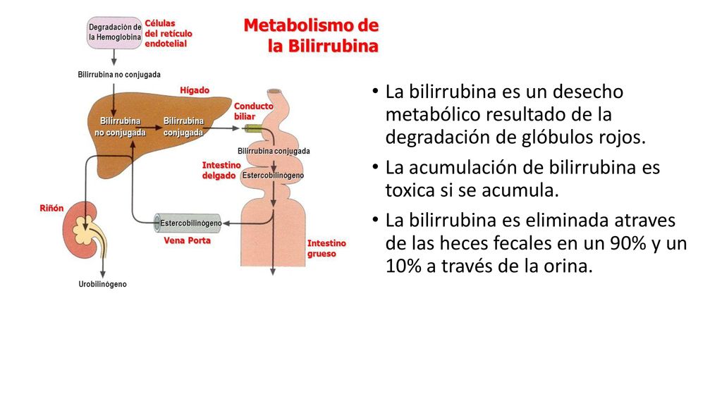 La bilirrubina es un desecho metabólico resultado de la degradación de glóbulos rojos.