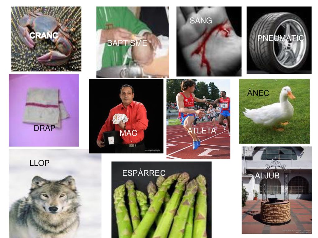 SANG PNEUMÀTIC BAPTISME ÀNEC DRAP ATLETA MAG LLOP ESPÀRREC ALJUB