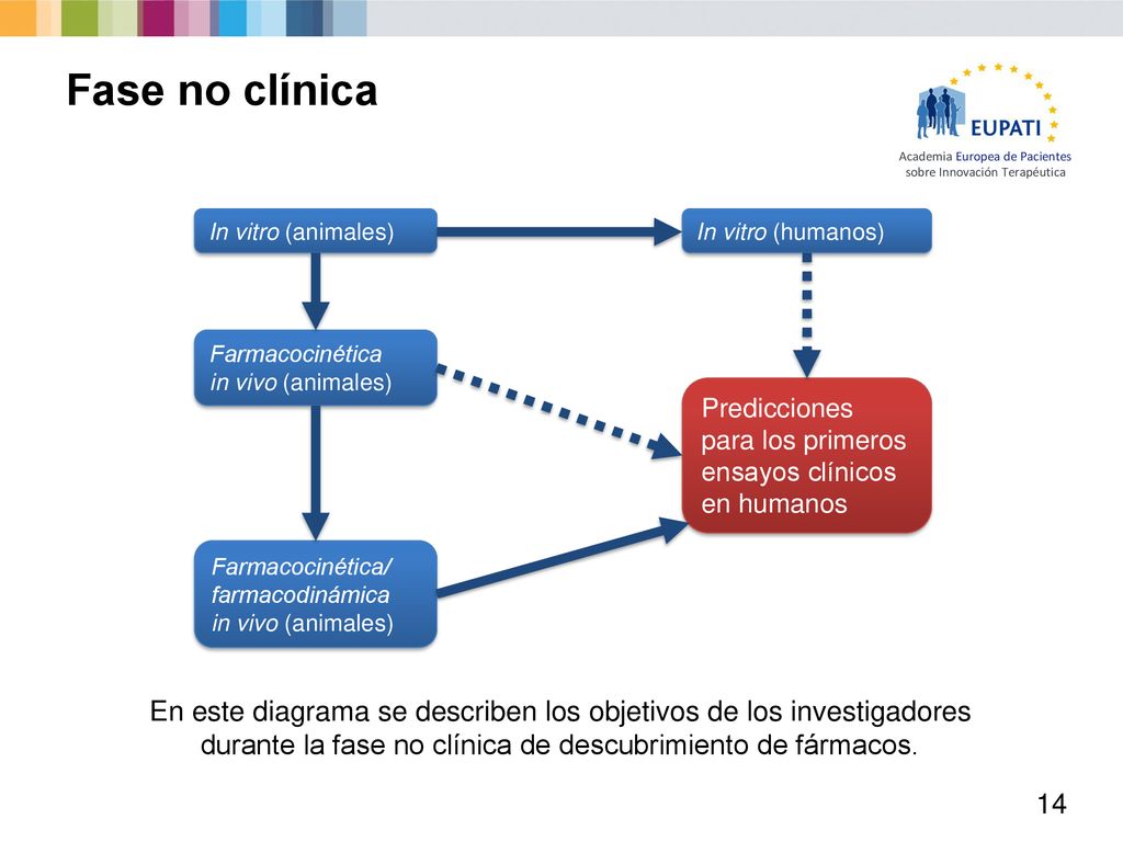 Fase no clínica In vitro (animales) In vitro (humanos) Farmacocinética in vivo (animales)
