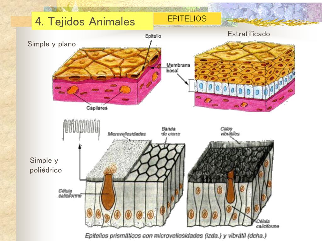 4. Tejidos Animales Estratificado Simple y plano Simple y poliédrico