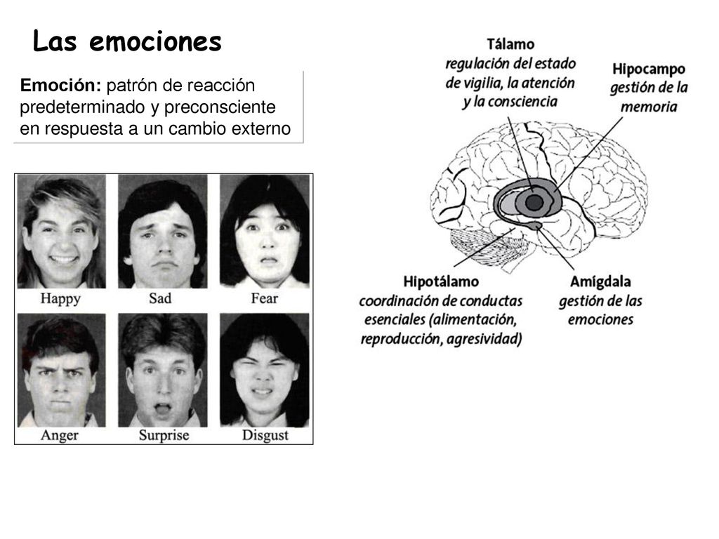 Las emociones Emoción: patrón de reacción predeterminado y preconsciente en respuesta a un cambio externo.