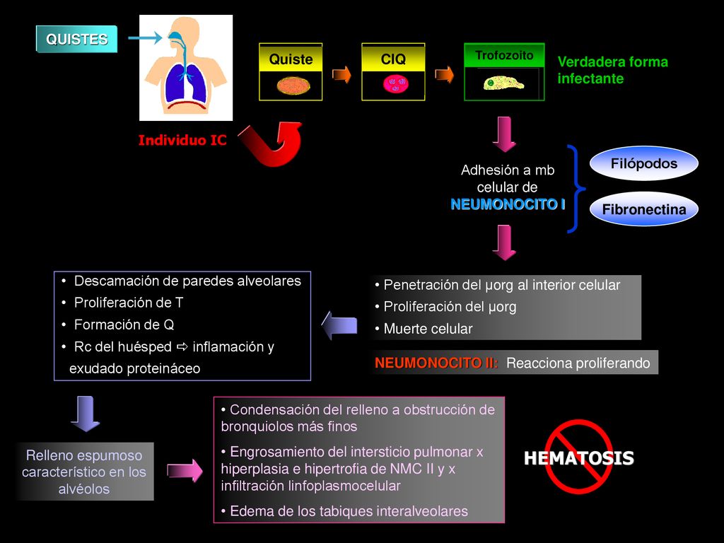 HEMATOSIS QUISTES Quiste CIQ Verdadera forma infectante Individuo IC