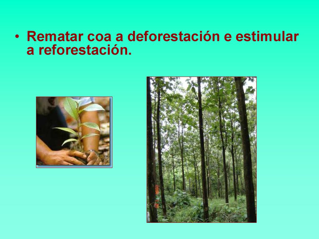 Rematar coa a deforestación e estimular a reforestación.