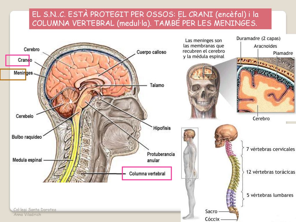 EL S.N..C. ESTÀ PROTEGIT PER OSSOS: EL CRANI (encèfal) i la COLUMNA VERTEBRAL (medul·la). TAMBÉ PER LES MENINGES.