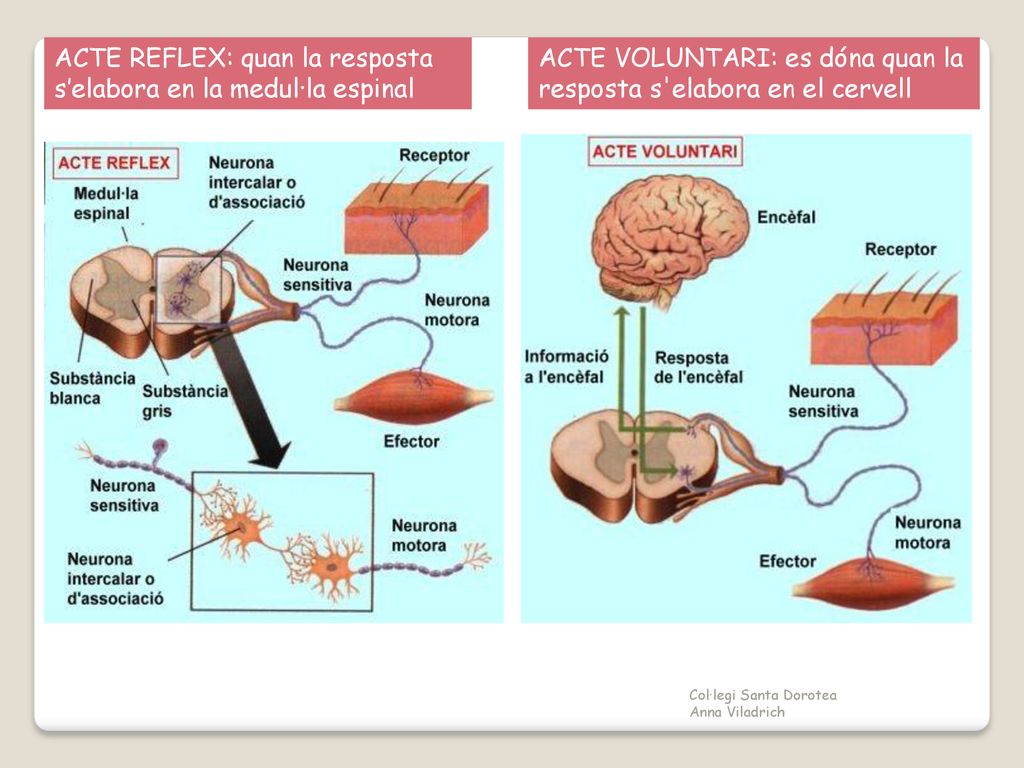 ACTE REFLEX: quan la resposta s’elabora en la medul·la espinal
