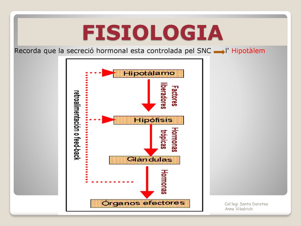 FISIOLOGIA Recorda que la secreció hormonal esta controlada pel SNC l Hipotàlem.
