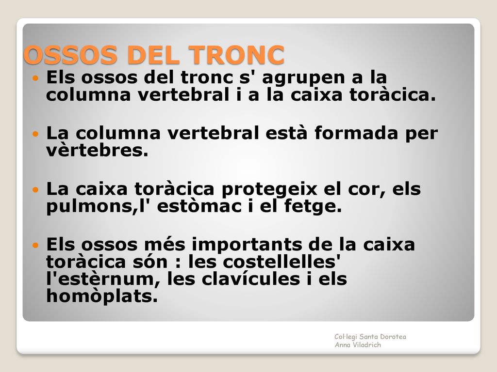 OSSOS DEL TRONC Els ossos del tronc s agrupen a la columna vertebral i a la caixa toràcica. La columna vertebral està formada per vèrtebres.