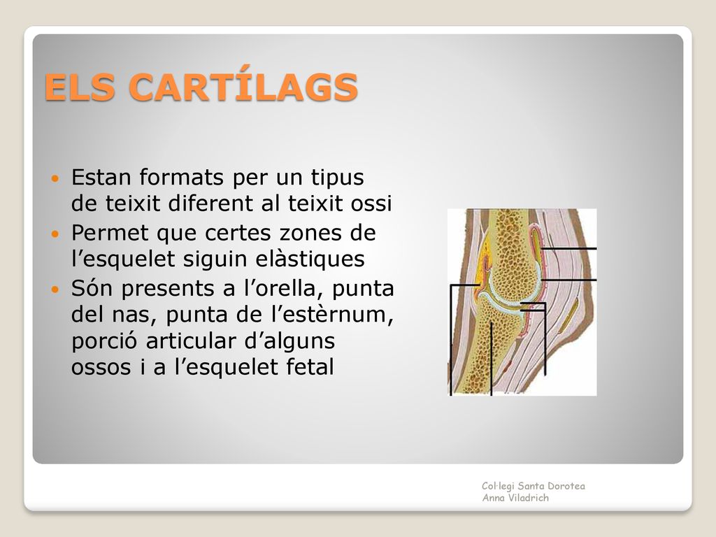 ELS CARTÍLAGS Estan formats per un tipus de teixit diferent al teixit ossi. Permet que certes zones de l’esquelet siguin elàstiques.