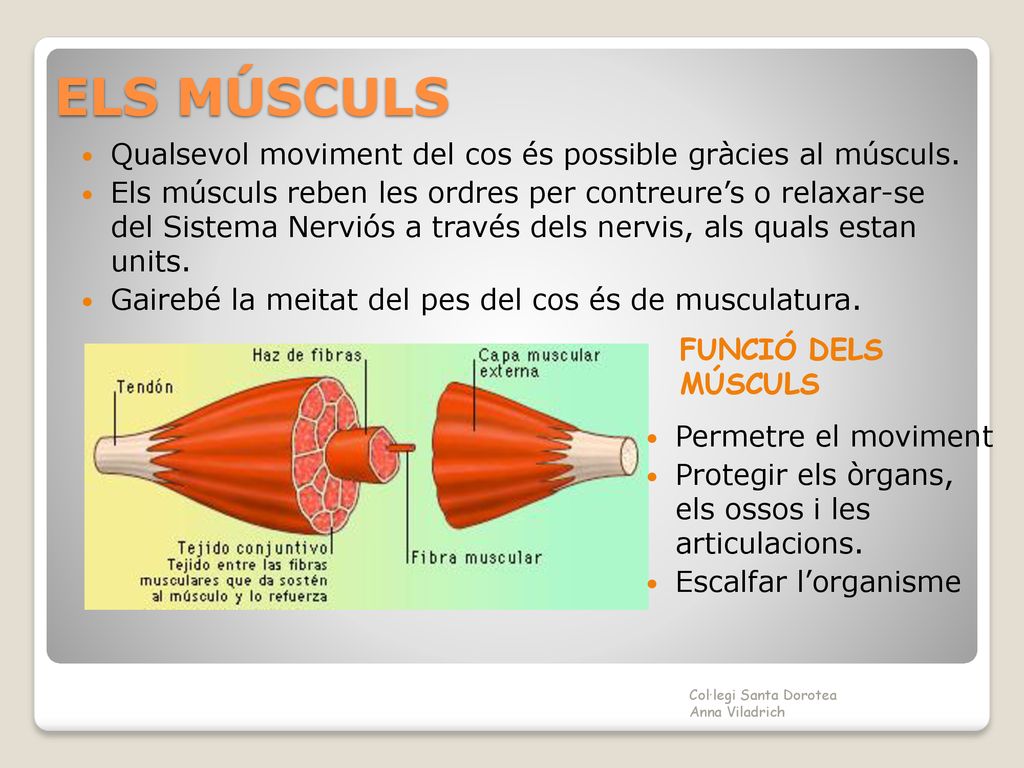 ELS MÚSCULS Qualsevol moviment del cos és possible gràcies al músculs.