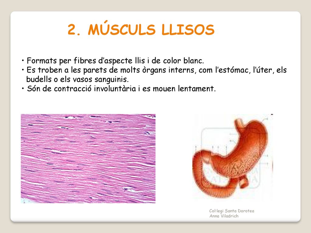 2. MÚSCULS LLISOS Formats per fibres d’aspecte llis i de color blanc.