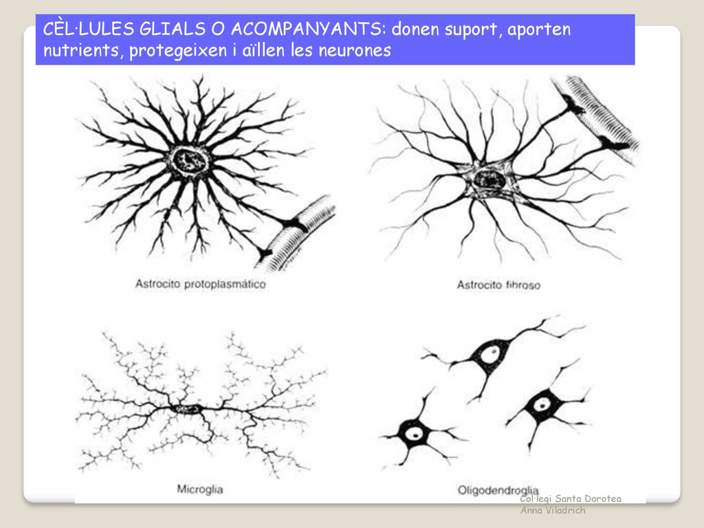 CÈL·LULES GLIALS O ACOMPANYANTS: donen suport, aporten nutrients, protegeixen i aïllen les neurones
