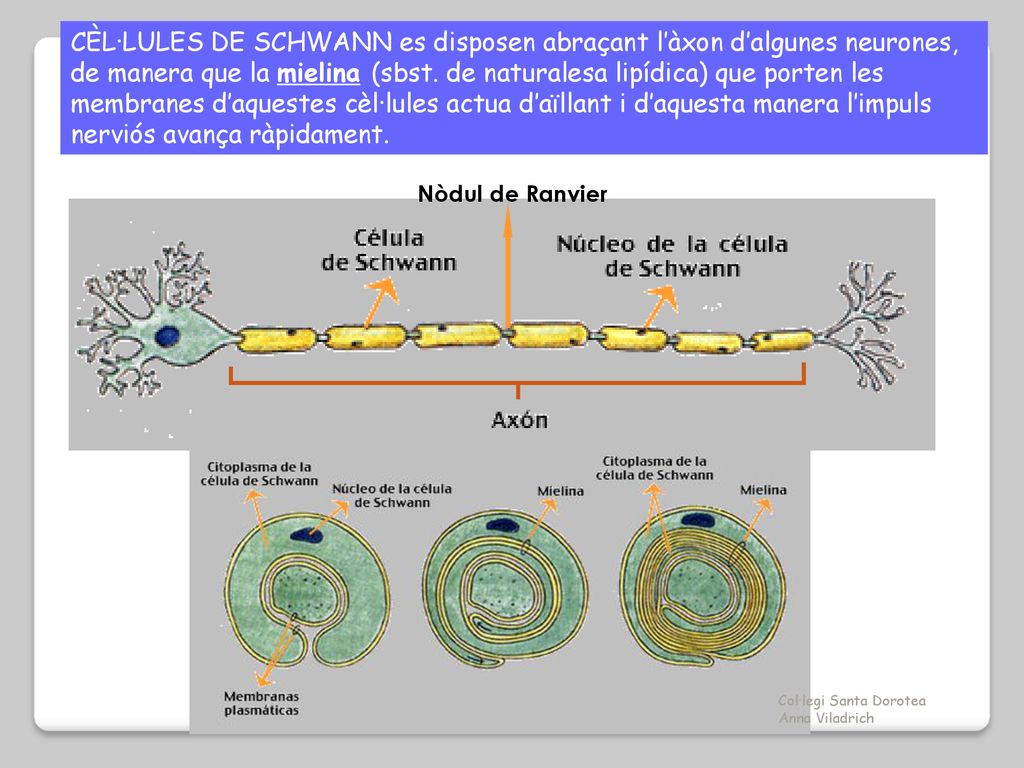 CÈL·LULES DE SCHWANN es disposen abraçant l’àxon d’algunes neurones, de manera que la mielina (sbst. de naturalesa lipídica) que porten les membranes d’aquestes cèl·lules actua d’aïllant i d’aquesta manera l’impuls nerviós avança ràpidament.
