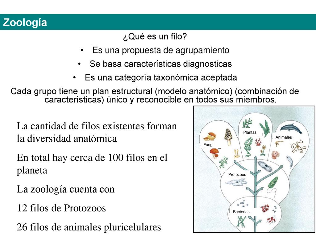 La cantidad de filos existentes forman la diversidad anatómica