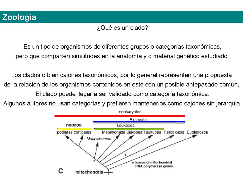 El clado puede llegar a ser validado como categoría taxonómica.