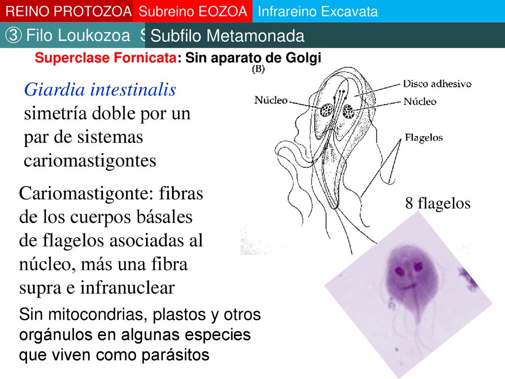 REINO PROTOZOA Subreino EOZOA. Infrareino Excavata. ③ Filo Loukozoa Subfilo Metamonada. ③ Filo Loukozoa Subfilo Metamonada.