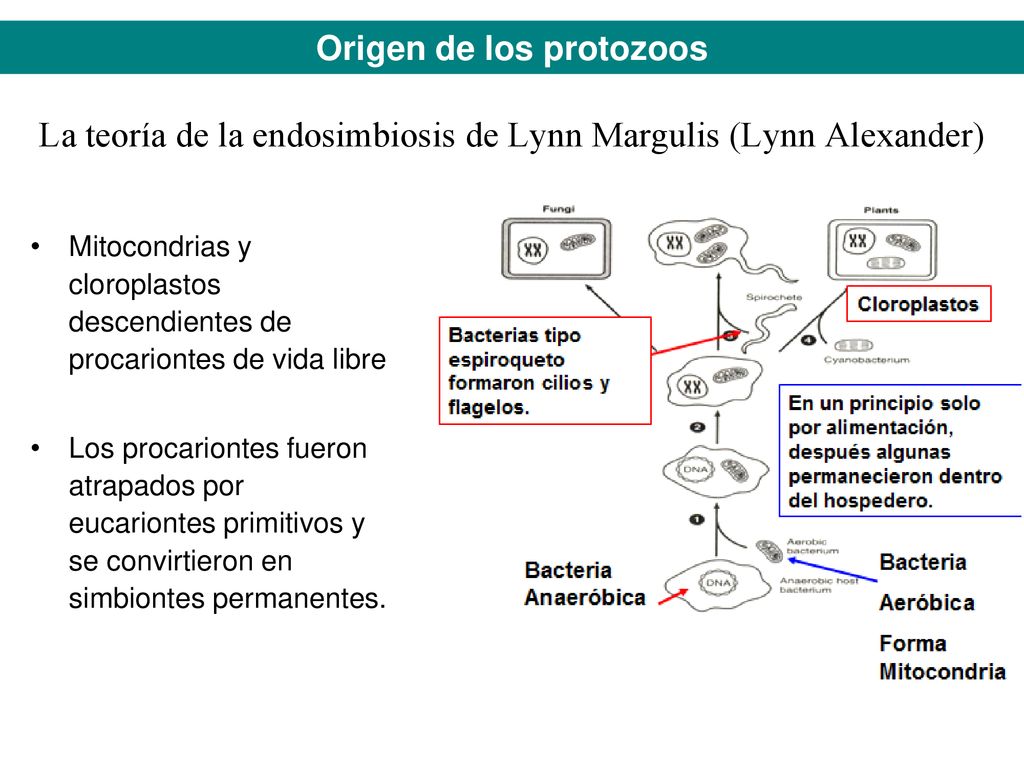 La teoría de la endosimbiosis de Lynn Margulis (Lynn Alexander)