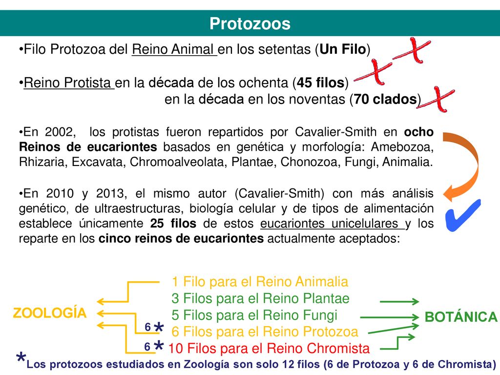 Protozoos X. Filo Protozoa del Reino Animal en los setentas (Un Filo) Reino Protista en la década de los ochenta (45 filos)