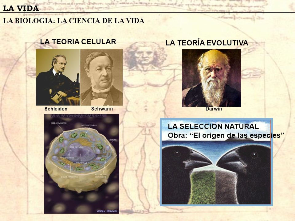 LA VIDA LA BIOLOGIA: LA CIENCIA DE LA VIDA LA TEORIA CELULAR