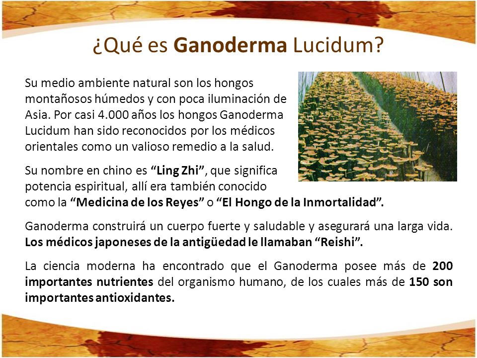 ¿Qué es Ganoderma Lucidum