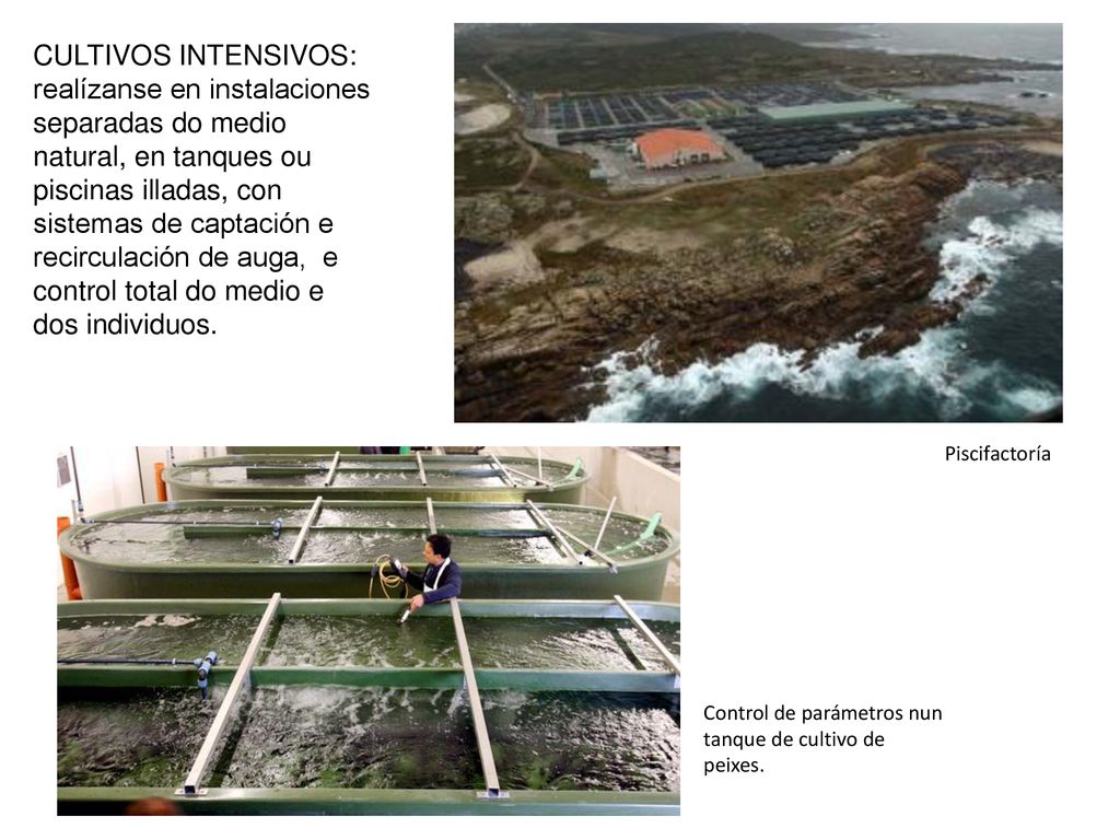 CULTIVOS INTENSIVOS: realízanse en instalaciones separadas do medio natural, en tanques ou piscinas illadas, con sistemas de captación e recirculación de auga, e control total do medio e dos individuos.