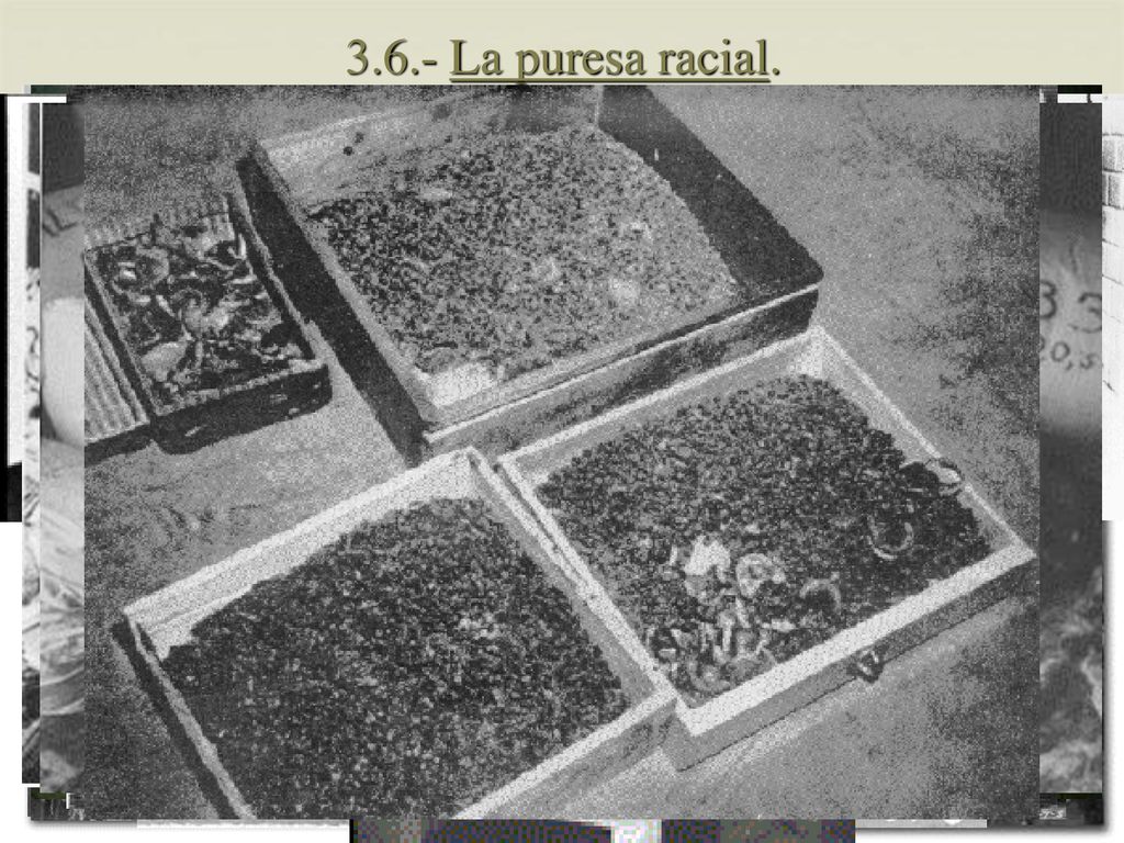 3.6.- La puresa racial. Es crea un model físic i ideològic de raça ària i es persegueix a qualsevol que se’n desvia.