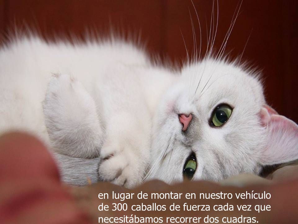en lugar de montar en nuestro vehículo de 300 caballos de fuerza cada vez que necesitábamos recorrer dos cuadras.