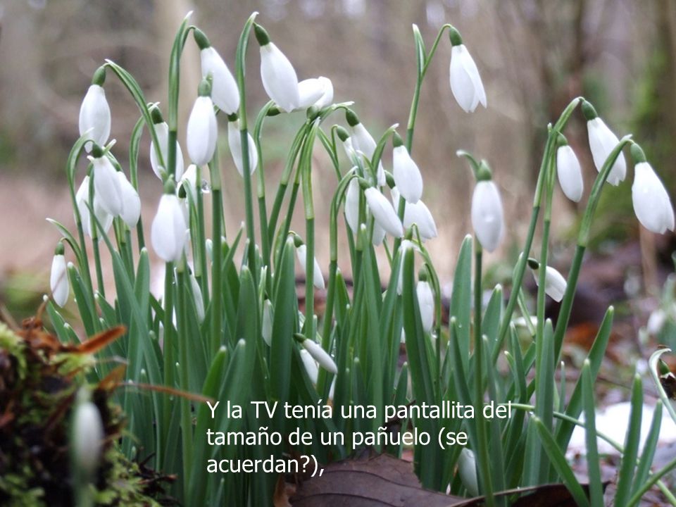 Y la TV tenía una pantallita del tamaño de un pañuelo (se acuerdan ),