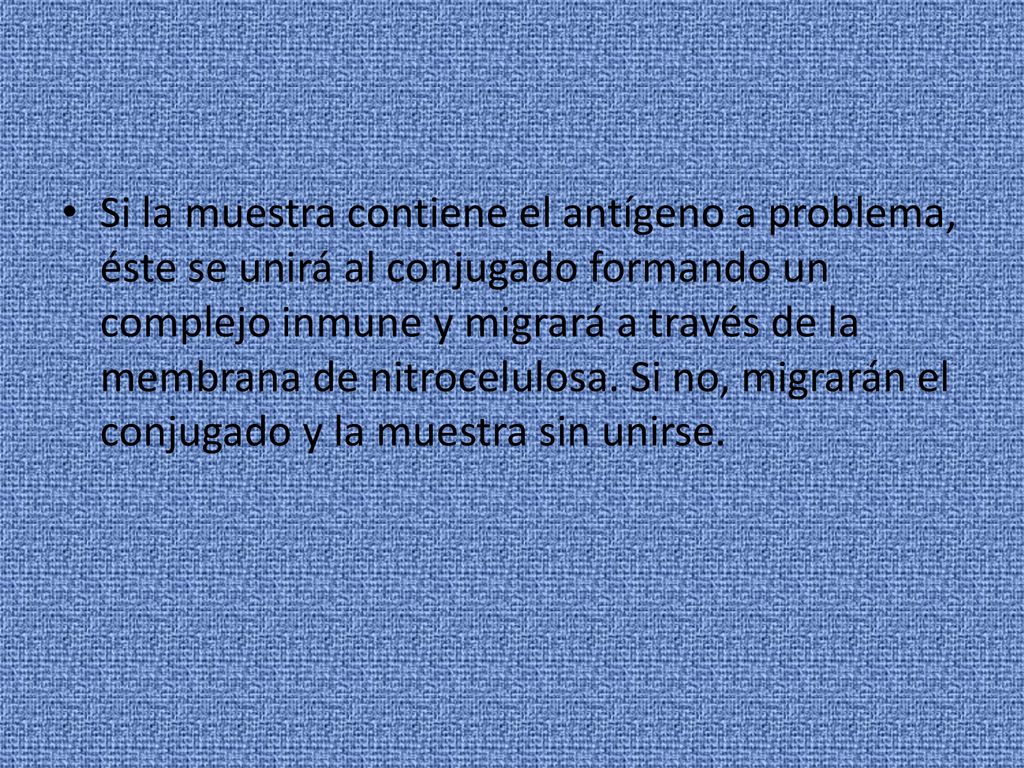 Si la muestra contiene el antígeno a problema, éste se unirá al conjugado formando un complejo inmune y migrará a través de la membrana de nitrocelulosa.
