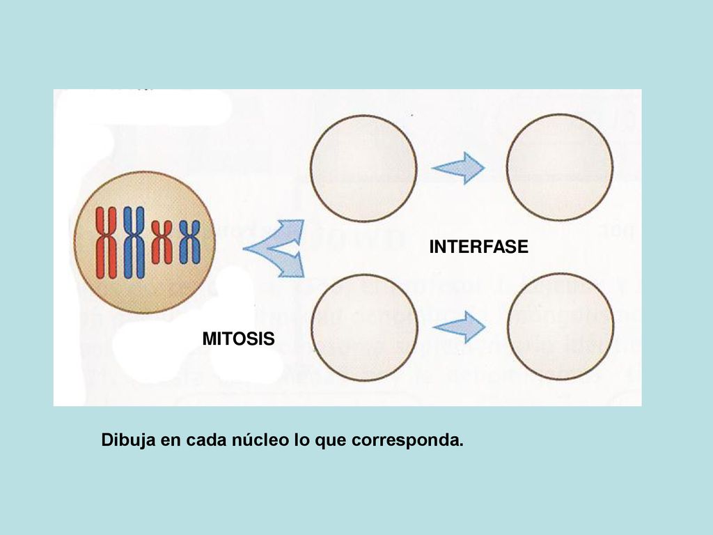 INTERFASE MITOSIS Dibuja en cada núcleo lo que corresponda.