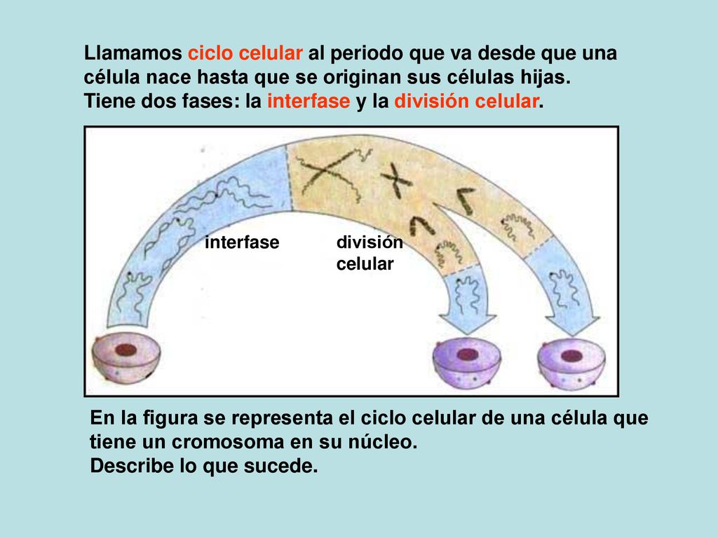 Llamamos ciclo celular al periodo que va desde que una