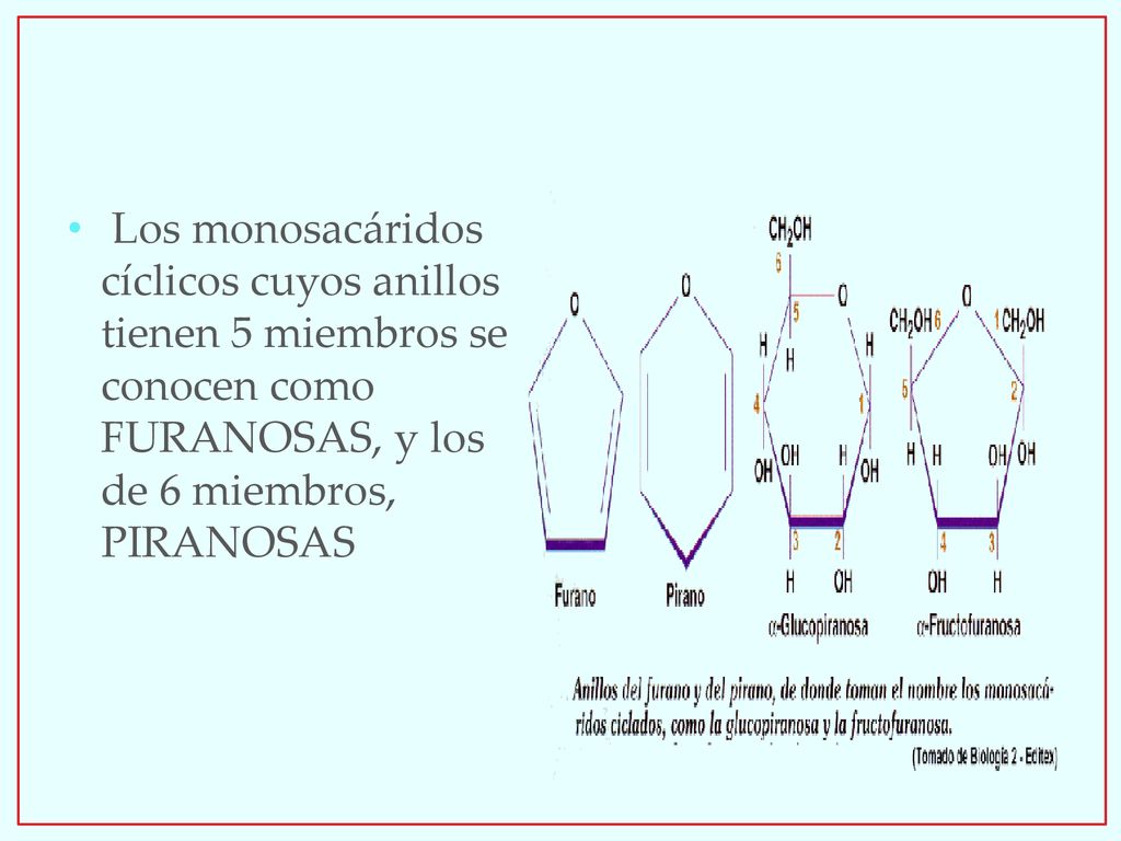 Los monosacáridos cíclicos cuyos anillos tienen 5 miembros se conocen como FURANOSAS, y los de 6 miembros, PIRANOSAS