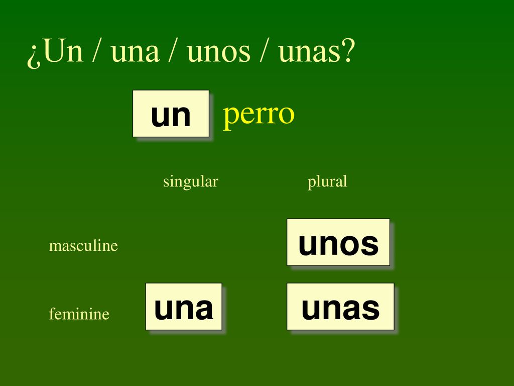¿Un / una / unos / unas perro un unos una unas singular plural