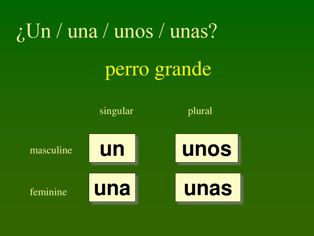 ¿Un / una / unos / unas perro grande un unos una unas singular plural