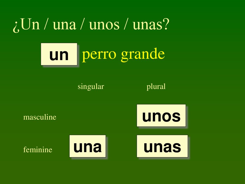 ¿Un / una / unos / unas perro grande un unos una unas singular plural