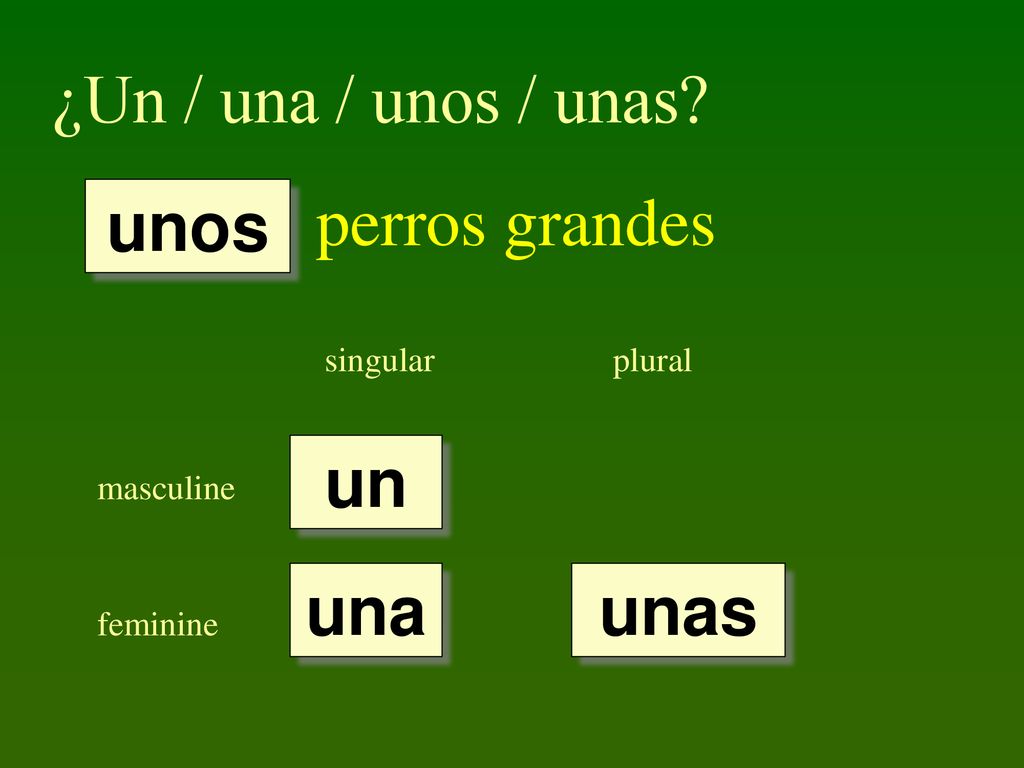 ¿Un / una / unos / unas perros grandes unos un una unas singular