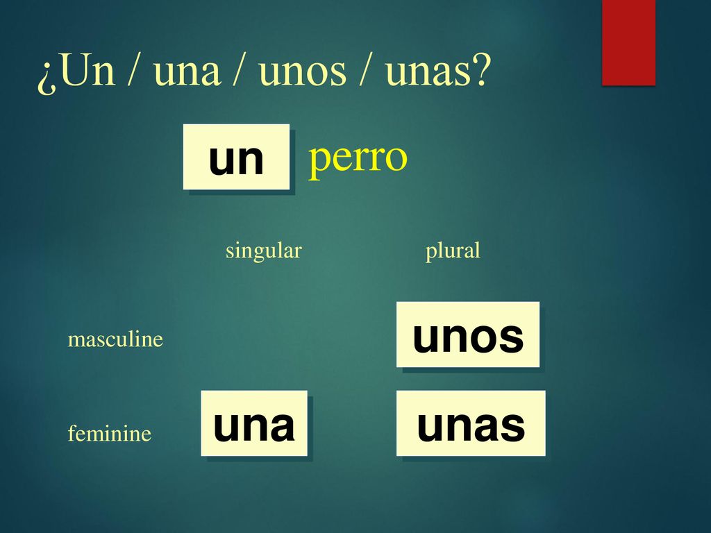 ¿Un / una / unos / unas perro un unos una unas singular plural