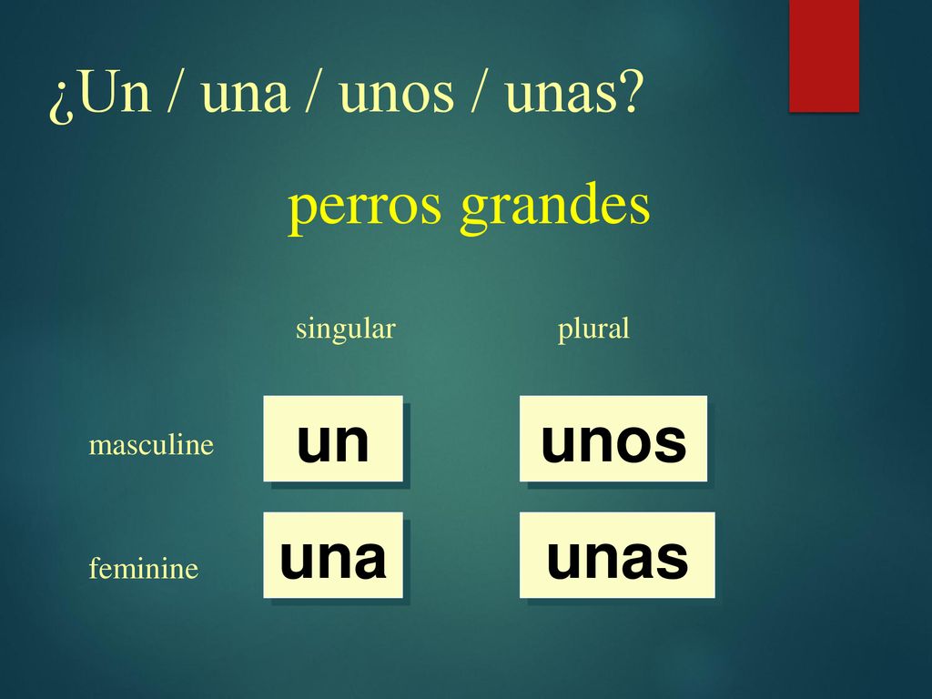 ¿Un / una / unos / unas perros grandes un unos una unas singular
