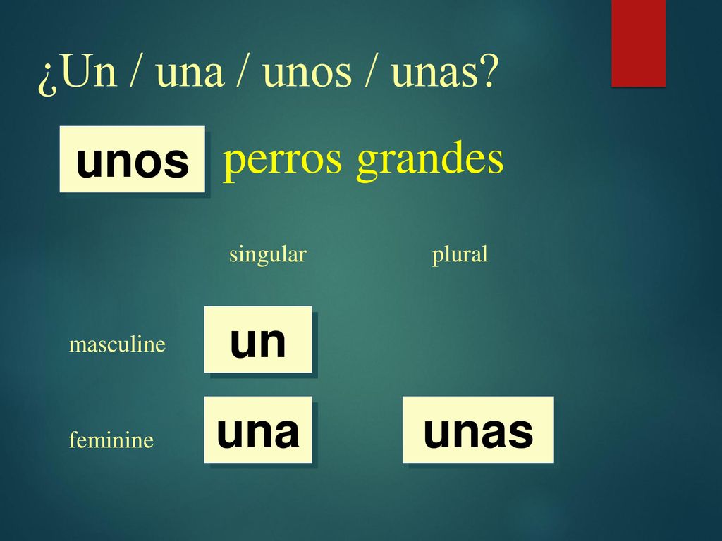 ¿Un / una / unos / unas perros grandes unos un una unas singular
