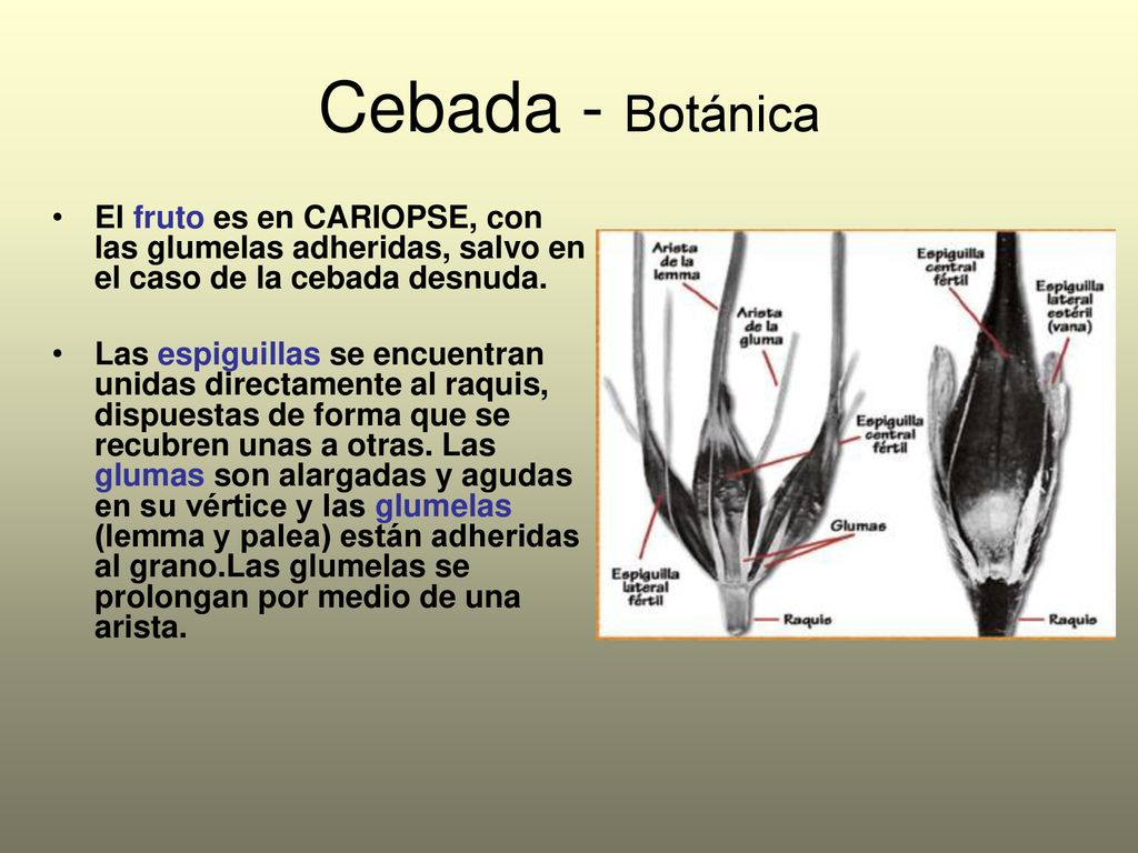 Cebada - Botánica El fruto es en CARIOPSE, con las glumelas adheridas, salvo en el caso de la cebada desnuda.