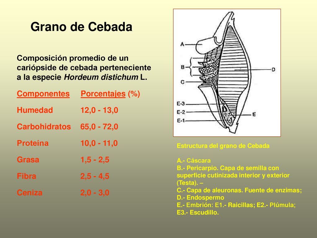 Grano de Cebada Composición promedio de un cariópside de cebada perteneciente a la especie Hordeum distichum L.